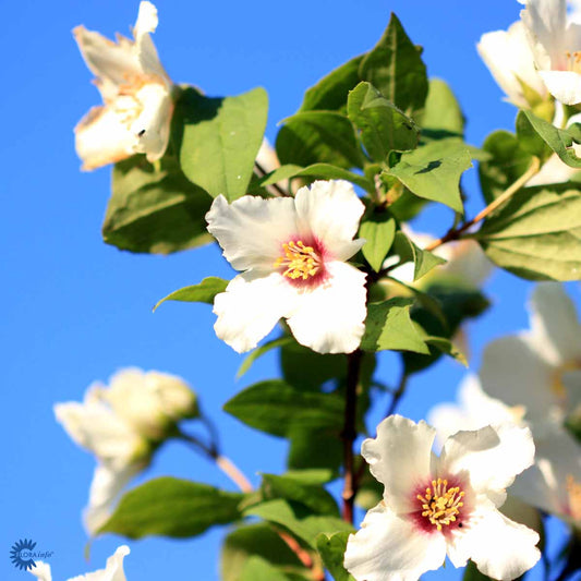 Bilde av Philadelphus 'Belle Etoile'-Spanne Plantesalg