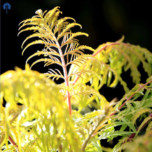 Rhus Typinia Tiger Eyes® First Editions®