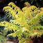 Rhus Typinia Tiger Eyes® First Editions®