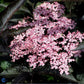 Bilde av Sambucus Nigra Black Beauty©-Spanne Plantesalg