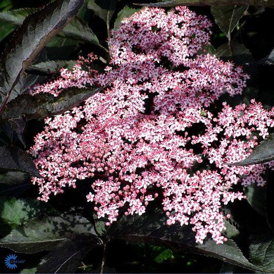 Bilde av Sambucus Nigra Black Beauty©-Spanne Plantesalg