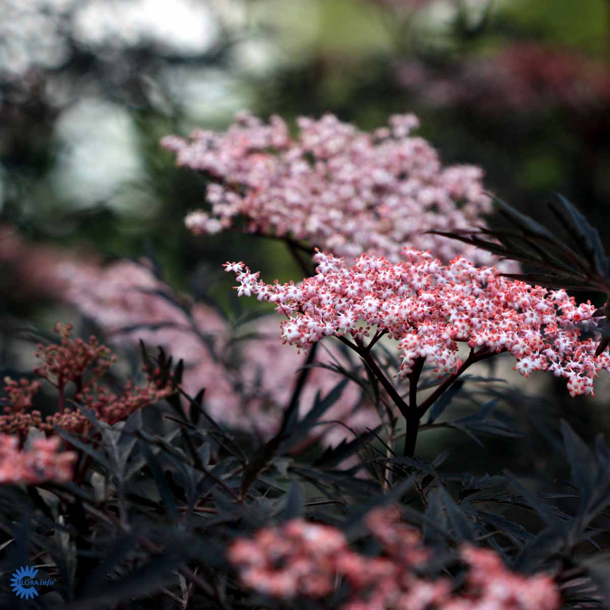 Bilde av Sambucus nigra Black Lace-Spanne Plantesalg