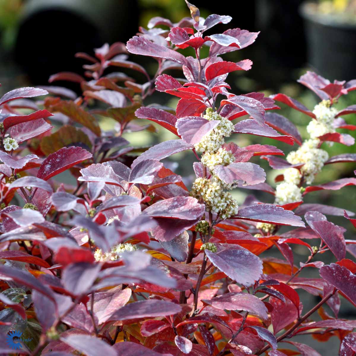 Bilde av Spiraea betulifolia 'Tor'-Spanne Plantesalg