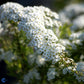 Bilde av Spiraea cinerea 'Grefsheim'-Spanne Plantesalg