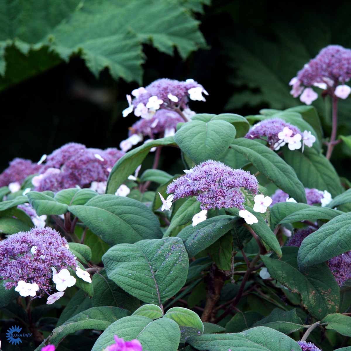 Bilde av Hydrangea asp. 'Macrophylla' 50-60cm-Spanne Plantesalg