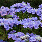 Bilde av Hydrangea m. 'Blaumeise'-Spanne Plantesalg