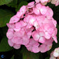 Bilde av Hydrangea serr. 'Preziosa'-Spanne Plantesalg