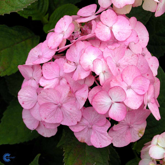 Bilde av Hydrangea serr. 'Preziosa'-Spanne Plantesalg