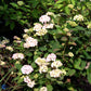 Bilde av Hydrangea serr. 'Preziosa'-Spanne Plantesalg