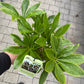 Bilde av HELLEBORUS 'ROMANTIC GETAWAY'-Spanne Plantesalg