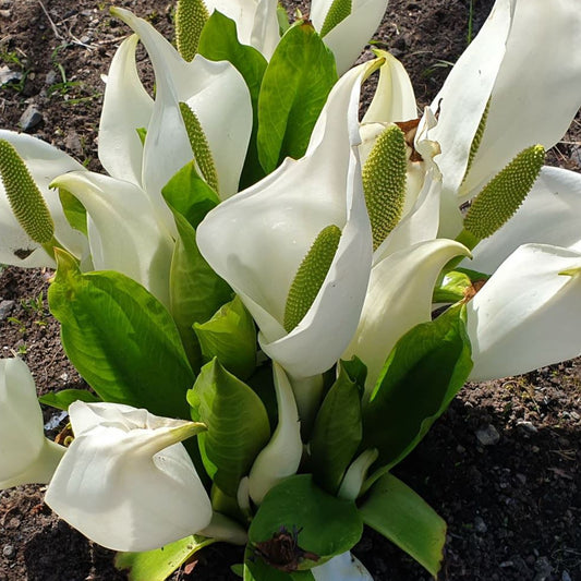 Bilde av Lysichiton camtschatcensis-Spanne Plantesalg