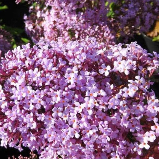 Bilde av Buddleja dav. 'Gulliver' ®-Spanne Plantesalg