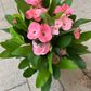 Bilde av EUPHORBIA MILII ROSA-Spanne Plantesalg