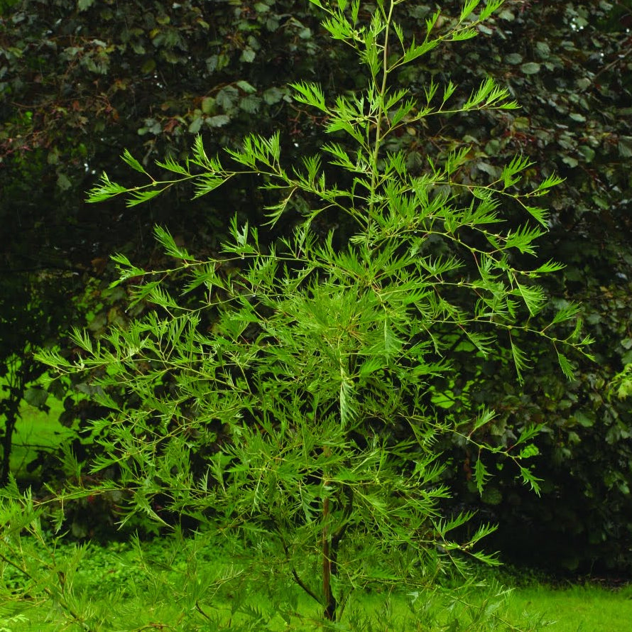 Bilde av Alnus glutinosa 'Imperialis'-Spanne Plantesalg