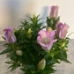 Bilde av GENTIANA SCABRA 'PINK ETERNITY'-Spanne Plantesalg