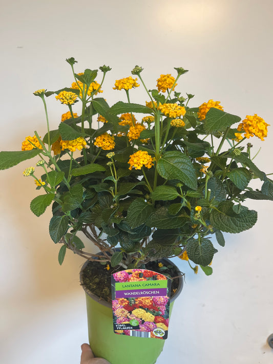 Bilde av Lantana camara-Spanne Plantesalg