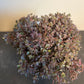 Bilde av Sedum cauticolum-Spanne Plantesalg