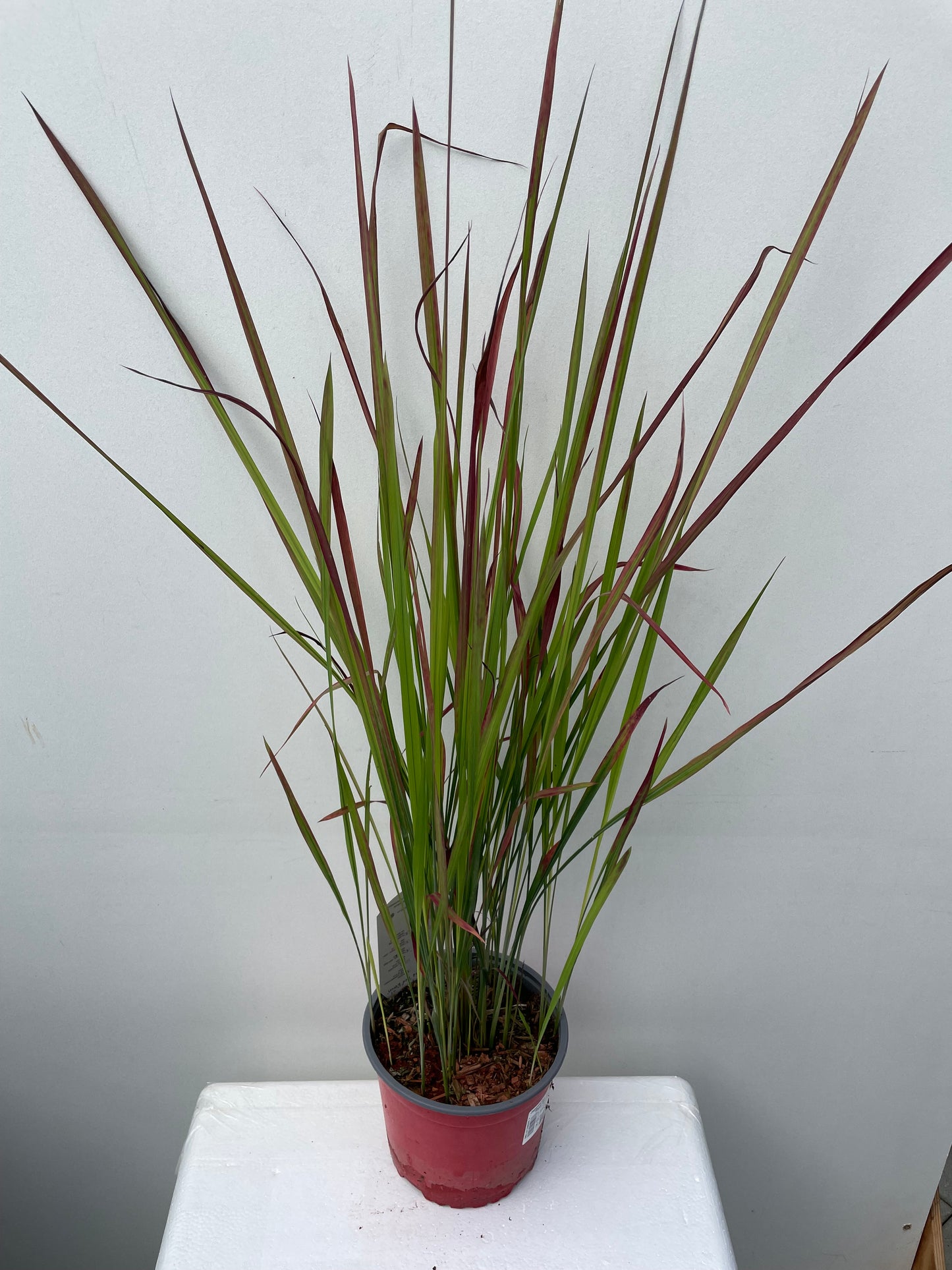 Imperata cylindrica Red Baron