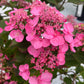 Bilde av Hydrangea serrata Magic Pillow-Spanne Plantesalg