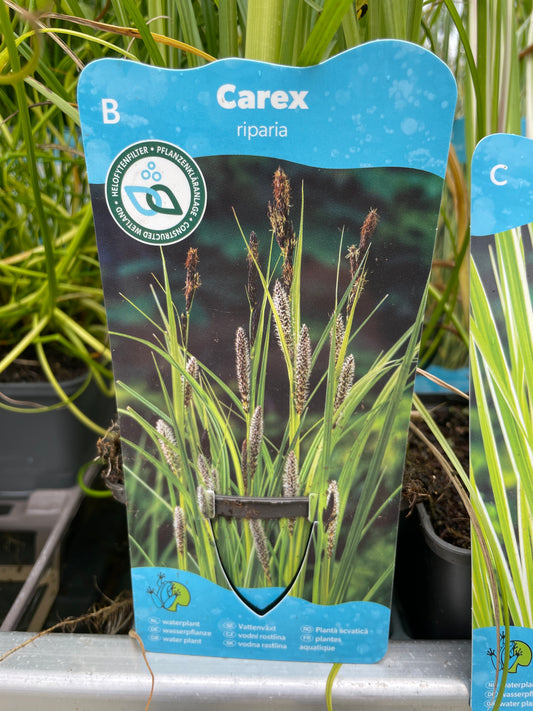 Bilde av Carex riparia-Spanne Plantesalg