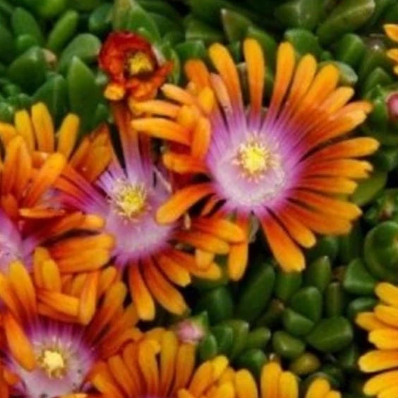 Bilde av Delosperma 'Fireglow'-Spanne Plantesalg