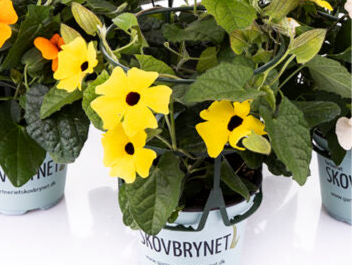 Bilde av THUNBERGIA ALATA GUL-Spanne Plantesalg