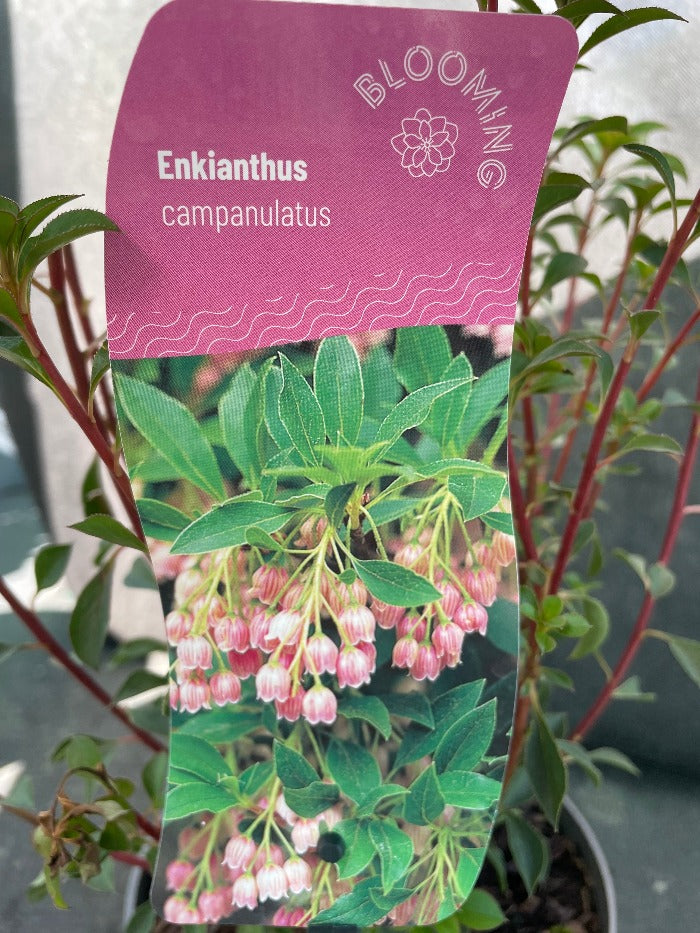 Bilde av Enkianthus campanulatus-Spanne Plantesalg
