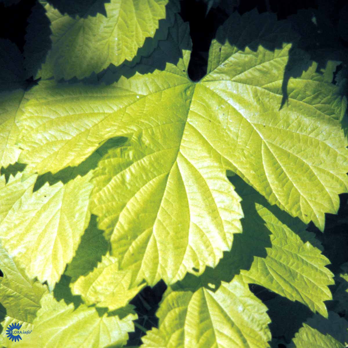 Bilde av Humulus lupulus 'Aureus'-Spanne Plantesalg