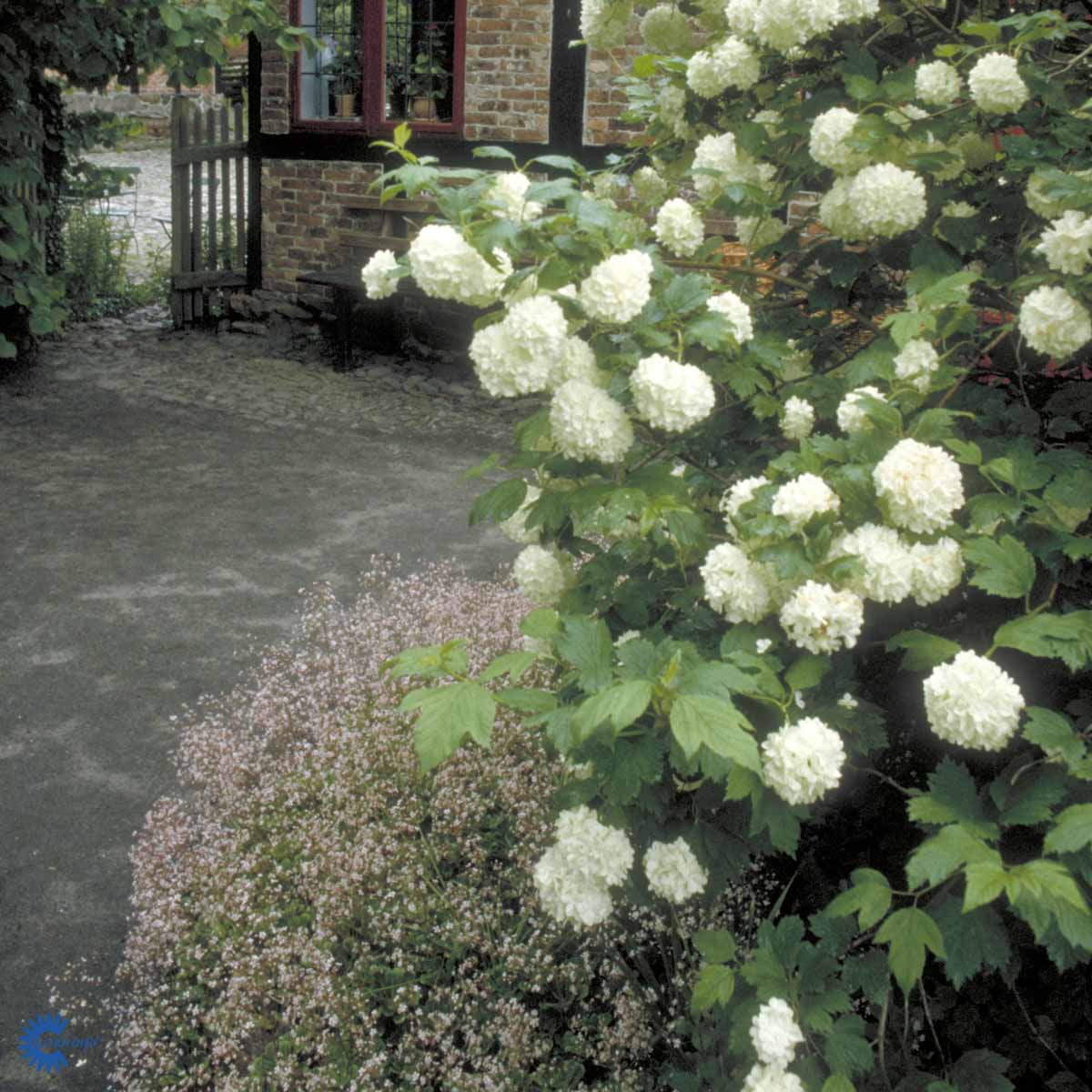 Bilde av Viburnum opulus-Spanne Plantesalg