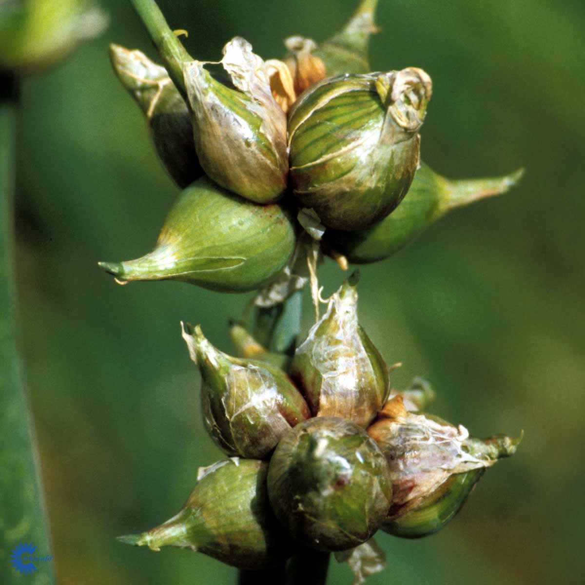 Bilde av Allium cepa var. viviparum-Spanne Plantesalg