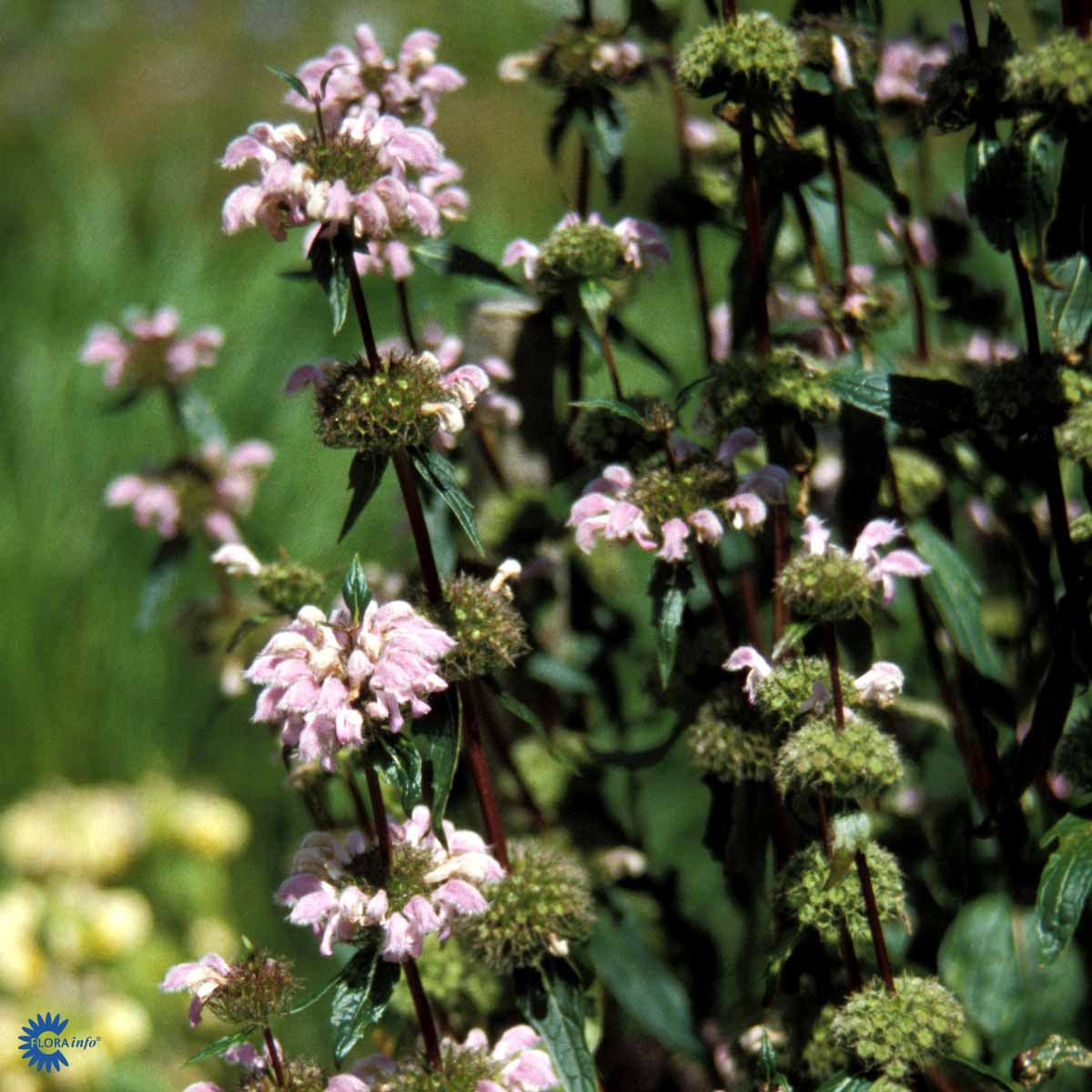 Bilde av Phlomis Tuberosa-Spanne Plantesalg