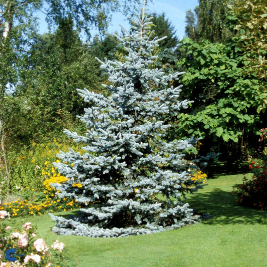 Bilde av Picea pungens glauca-Spanne Plantesalg