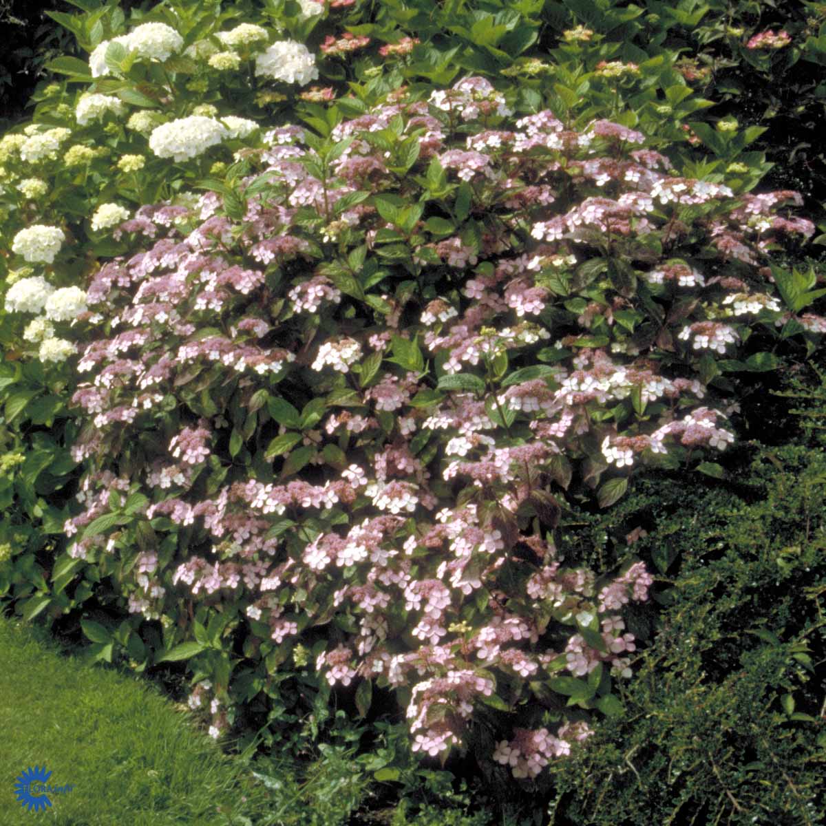 Bilde av Hydrangea serr. 'Bluebird'-Spanne Plantesalg