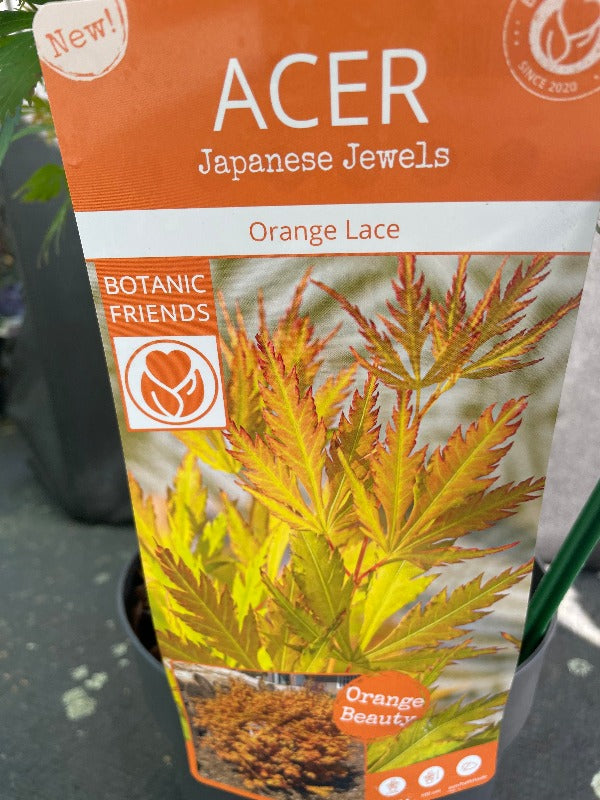 Bilde av Acer pal. Orange Lace-Spanne Plantesalg