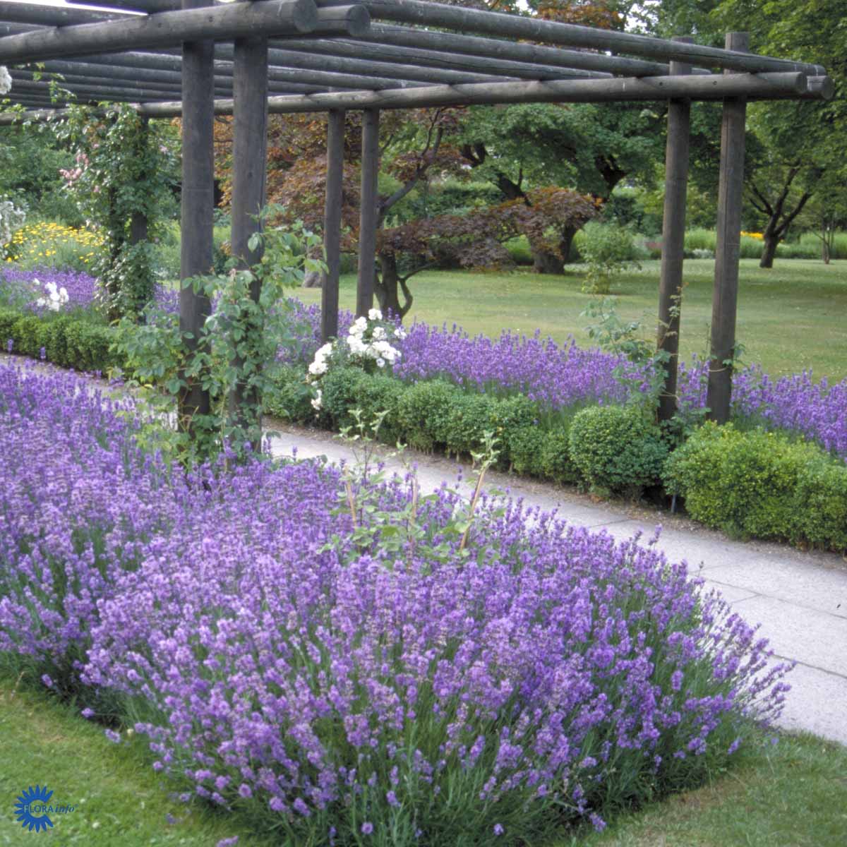 Bilde av Lavandula Munstead-Spanne Plantesalg