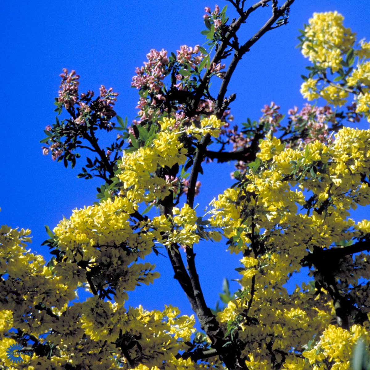 Bilde av Laburnocytisus adamii 175-200cm st-Spanne Plantesalg