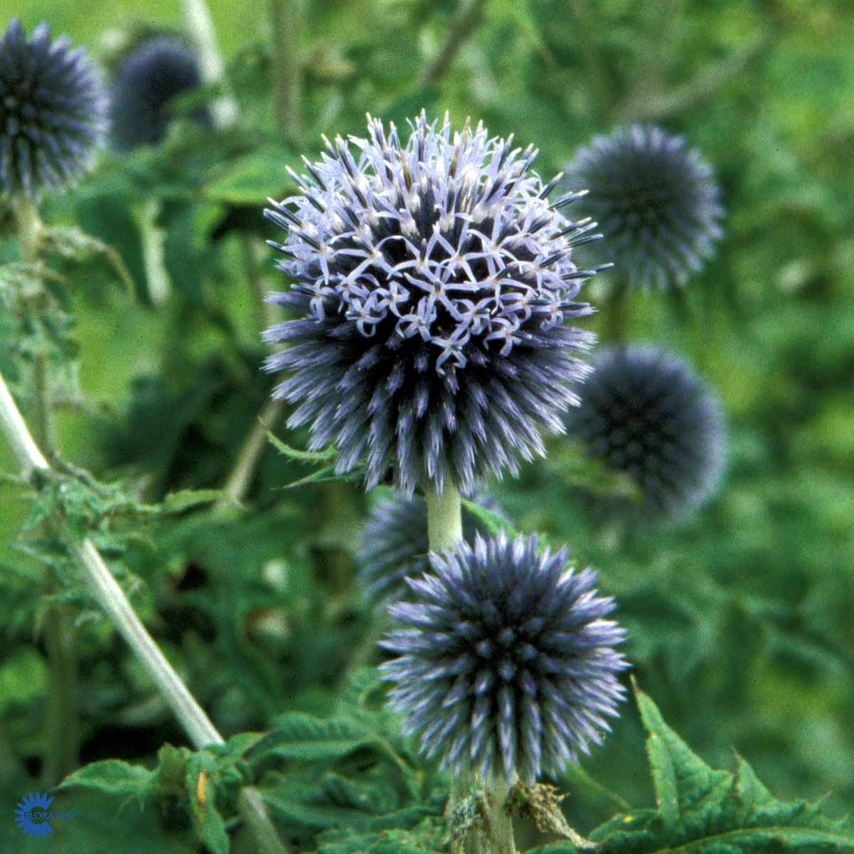 Bilde av Echinops ritro-Spanne Plantesalg