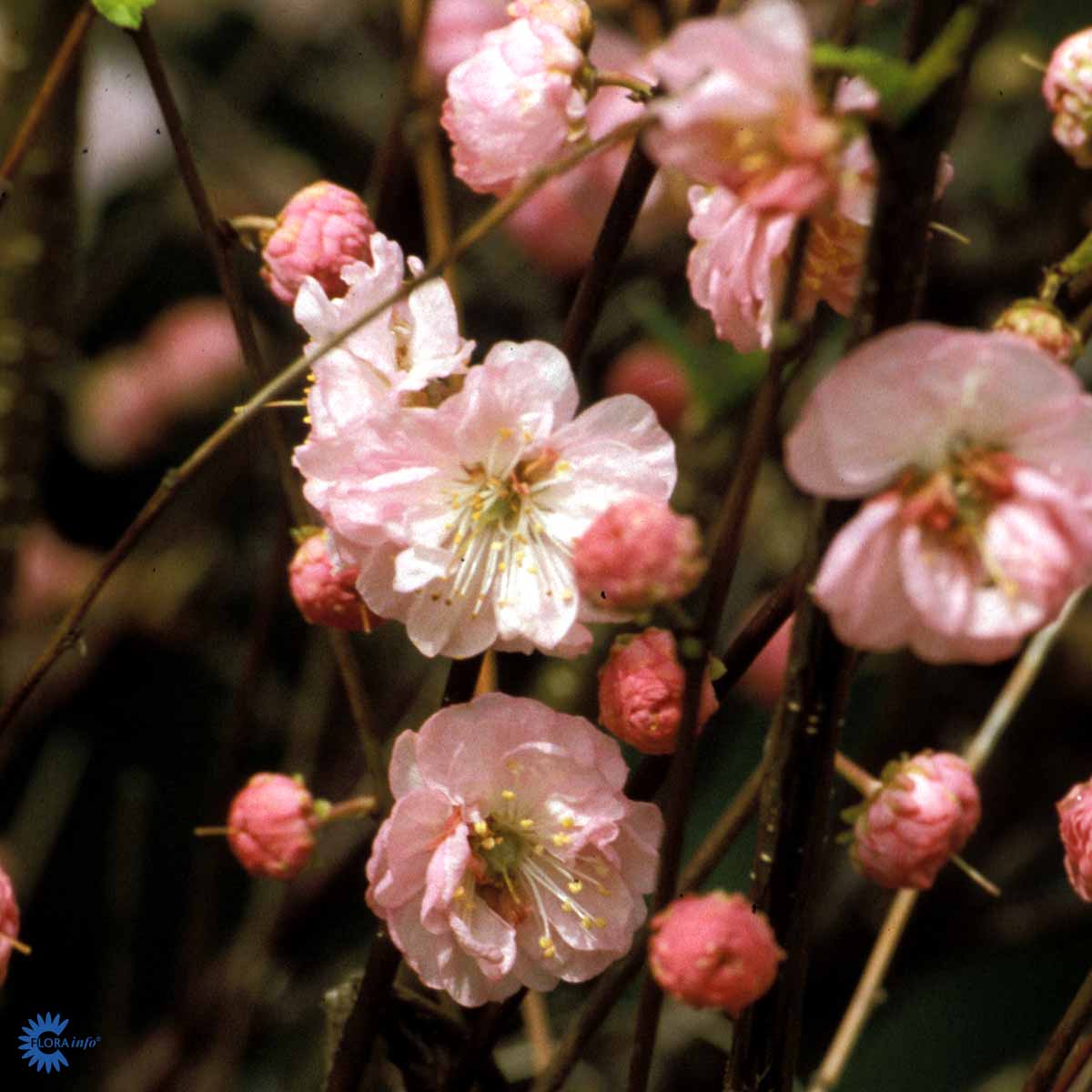 Bilde av Prunus Triloba-Spanne Plantesalg