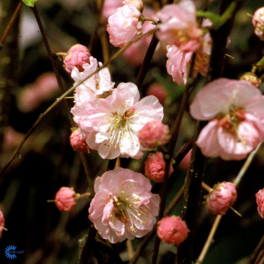 Bilde av Prunus Triloba-Spanne Plantesalg