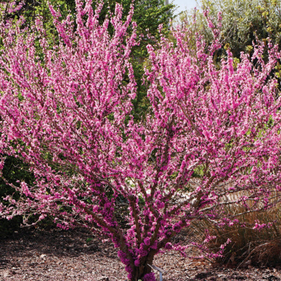 Bilde av Cercis canadensis 'Pink Pom Poms'-Spanne Plantesalg