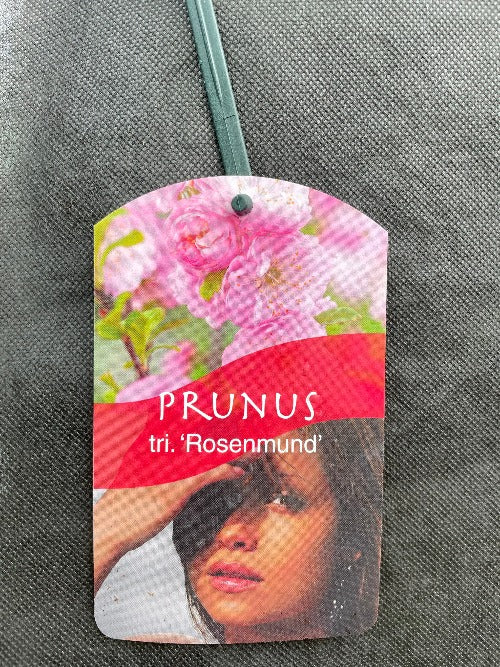 Bilde av Prunus triloba 'Rosenmund' ®-Spanne Plantesalg
