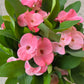 Bilde av EUPHORBIA MILII ROSA-Spanne Plantesalg