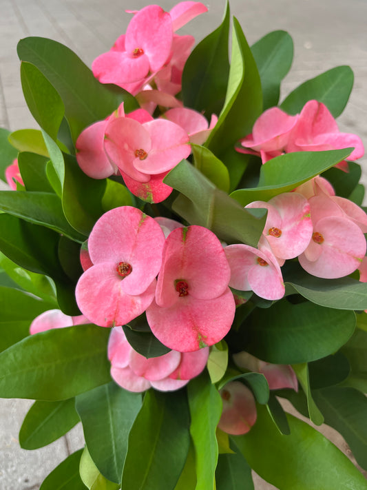 Bilde av EUPHORBIA MILII ROSA-Spanne Plantesalg