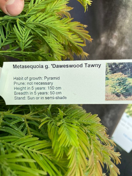 Bilde av Metasequoia glypt. 'Daweswood Tawny Fleece'-Spanne Plantesalg