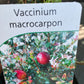 Bilde av Vaccinium macrocarpon-Spanne Plantesalg