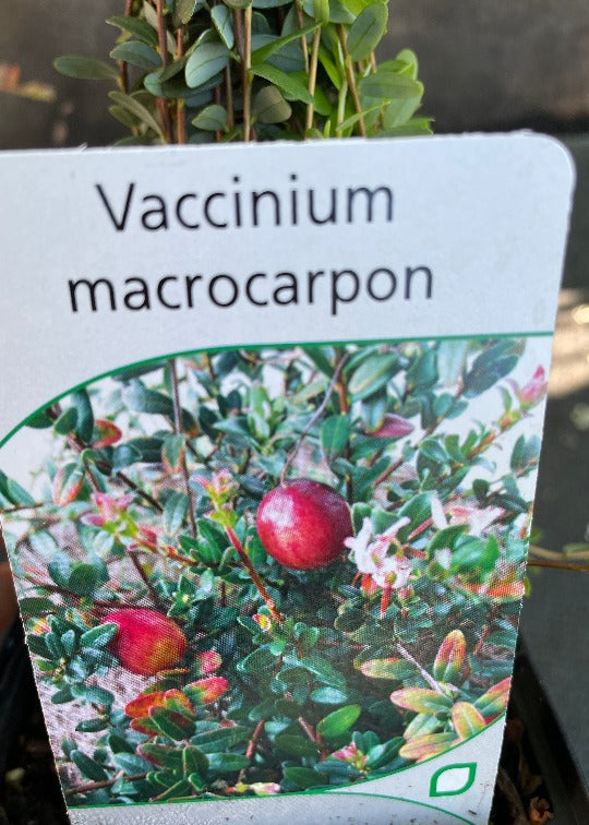 Bilde av Vaccinium macrocarpon-Spanne Plantesalg