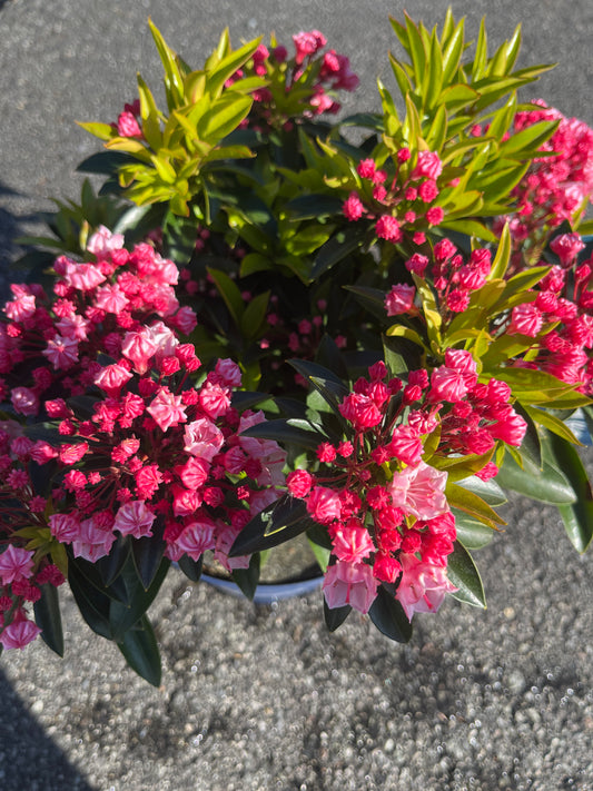 Bilde av Kalmia-Spanne Plantesalg