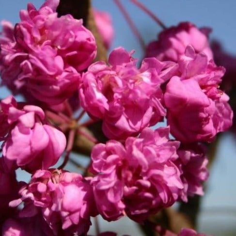 Bilde av Cercis canadensis 'Pink Pom Pom'-Spanne Plantesalg