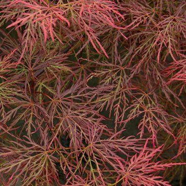 Bilde av Acer palmatum 'Pink Lace'-Spanne Plantesalg