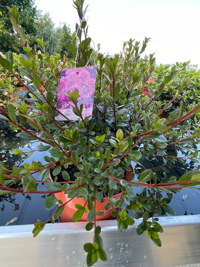 Bilde av Rhododendron (AJ) 'Amoena'-Spanne Plantesalg
